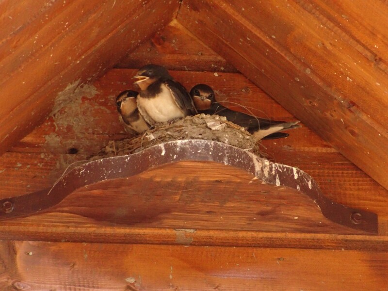 Barn swallow (Hirundo rustica)