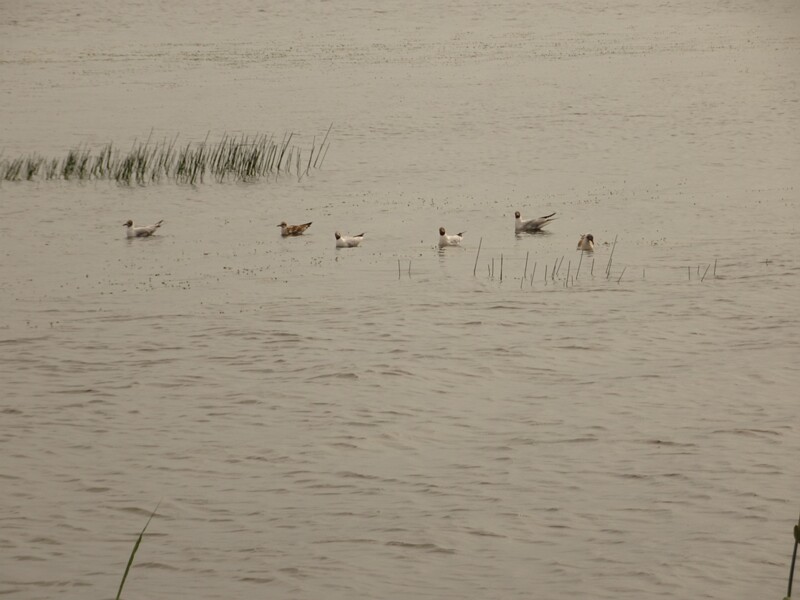 Black-headed gull (Chroicocephalus ridibundus)