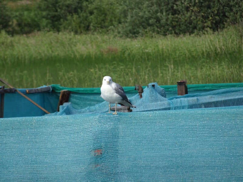 Common gull (Larus canus)