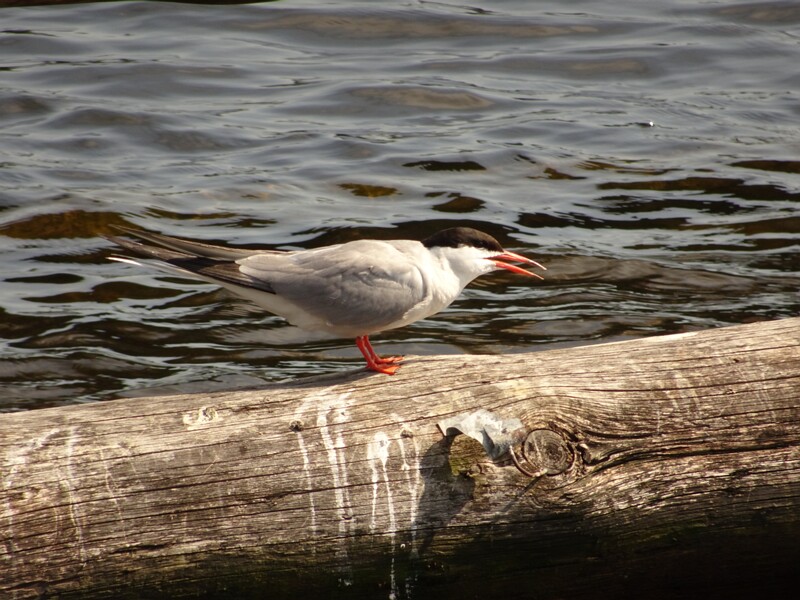 Common tern (Sterna hirundo)