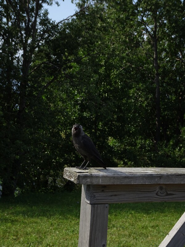 Western jackdaw (Coloeus monedula)