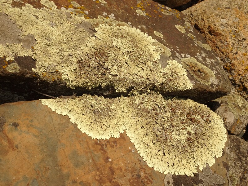 Lichens